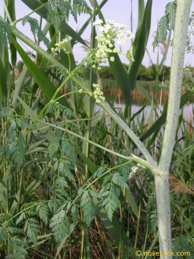 Image of plant Conium maculatum