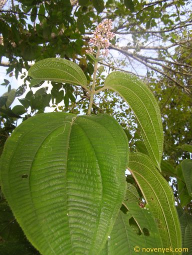 Image of plant Conostegia subcrustulata