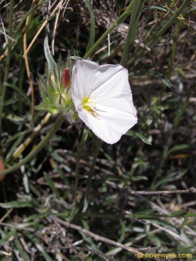 Image of plant Convolvulus lanuginosus