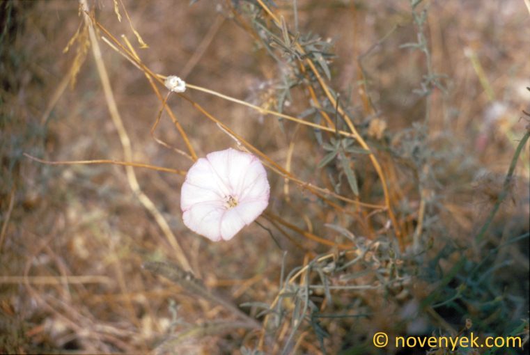 Image of plant Convolvulus tenuissimus