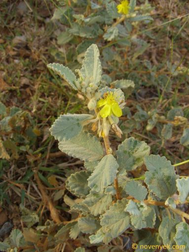 Image of plant Corchorus hirsutus