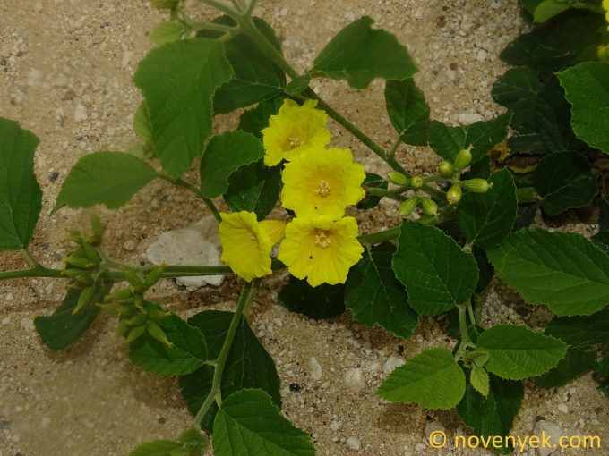 Image of plant Cordia lutea