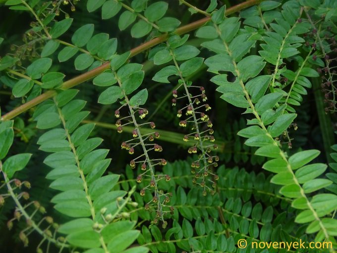 Image of plant Coriaria ruscifolia