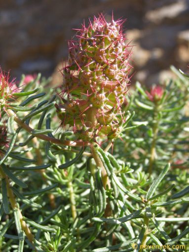 Image of plant Coris monspeliensis