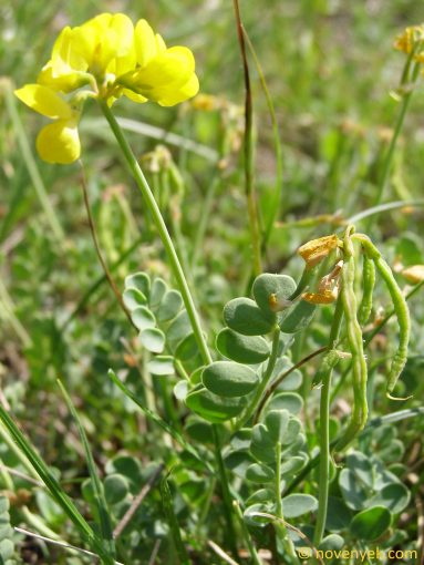 Image of plant Coronilla vaginalis