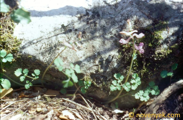 Image of plant Corydalis triternata