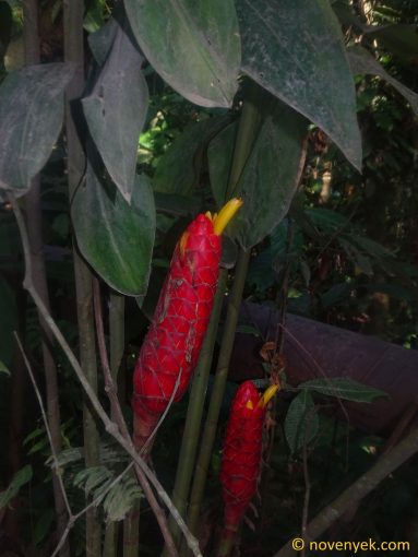 Image of plant Costus erythrocoryne