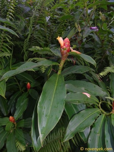 Image of plant Costus scaber