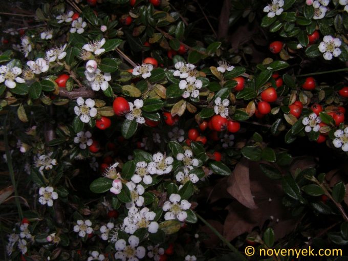 Image of plant Cotoneaster dammeri