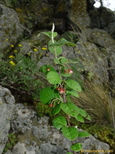 Image of plant Cotoneaster integerrimus