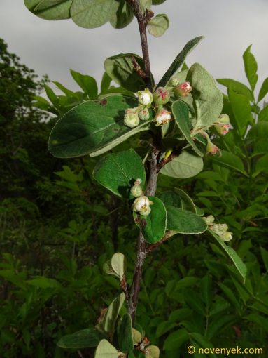 Image of plant Cotoneaster tomentosus
