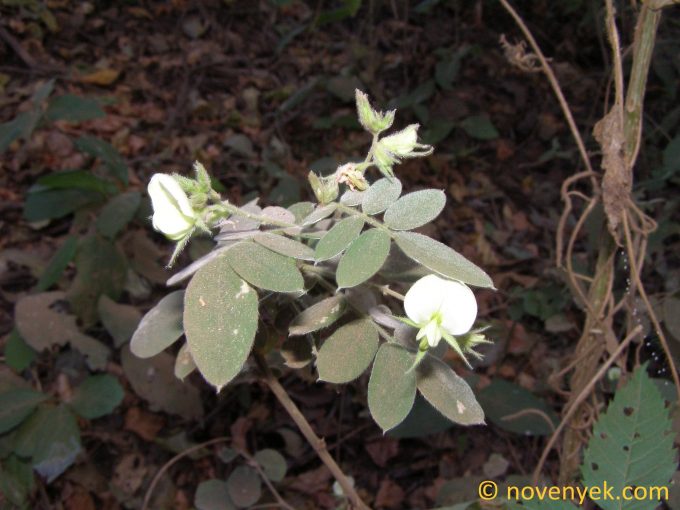 Image of plant Coursetia caribaea