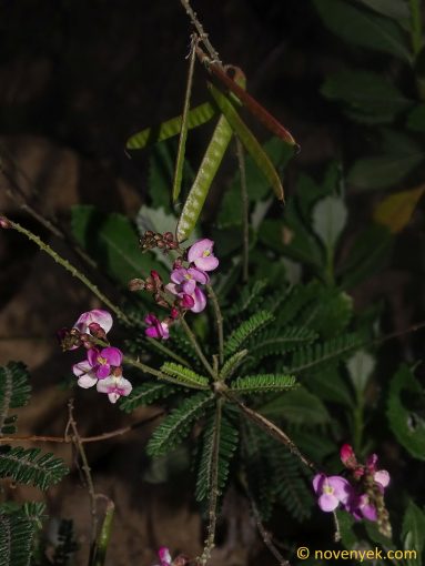 Image of plant Coursetia dubia