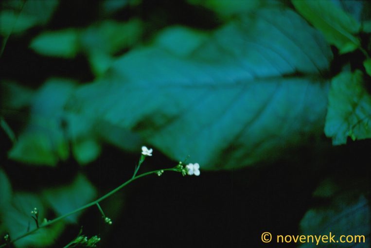 Image of plant Crambe gigantea