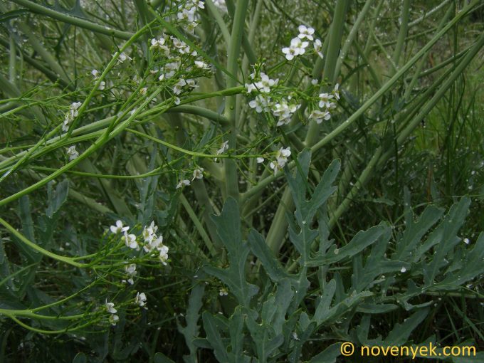 Image of plant Crambe tataria