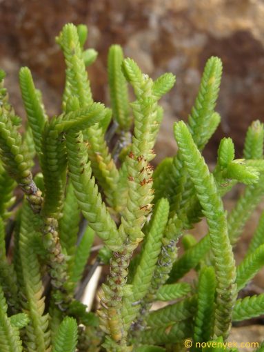 Image of plant Crassula muscosa