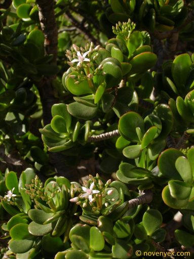 Image of plant Crassula ovata
