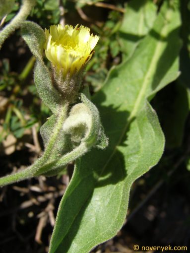 Image of plant Crepis albida