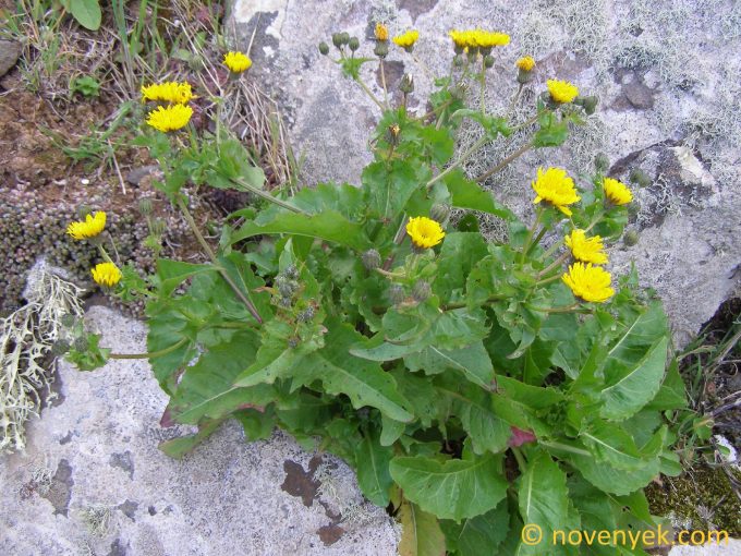 Image of plant Crepis canariensis