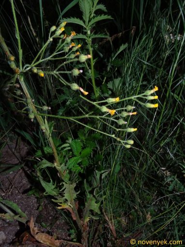 Image of plant Crepis nicaeensis