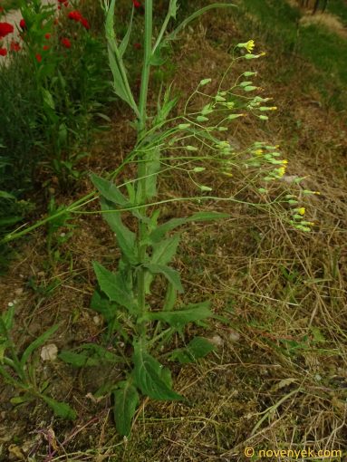 Image of plant Crepis pulchra