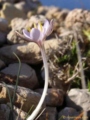 Image of plant Crocus cambessedesii