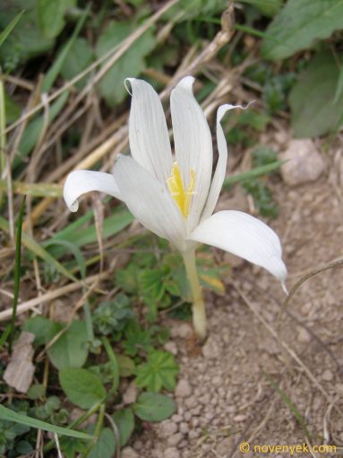 Image of plant Crocus vallicola