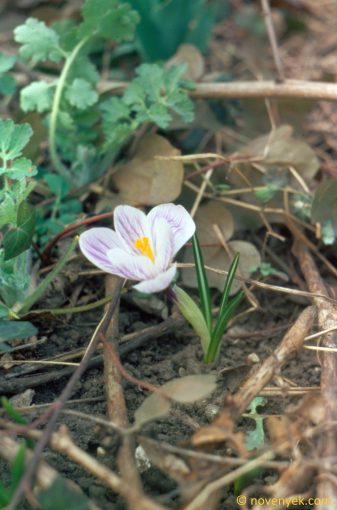 Image of plant Crocus vernus