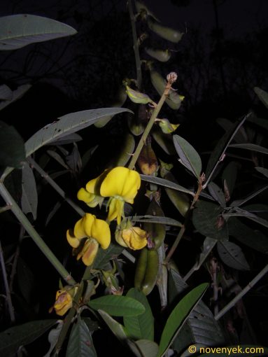 Image of plant Crotalaria assamica