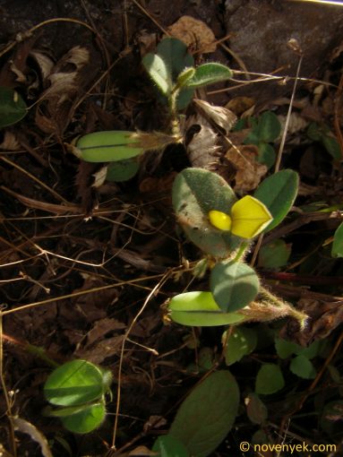 Image of plant Crotalaria breviflora