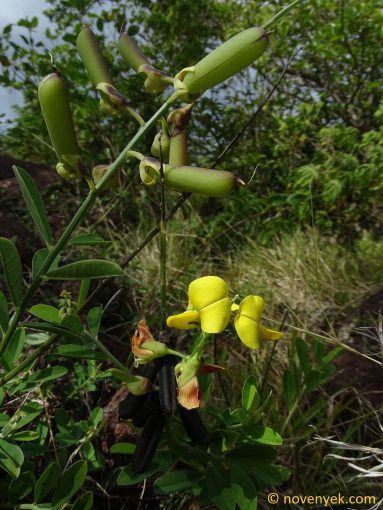 Image of plant Crotalaria retusa