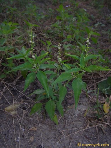 Image of plant Croton bonplandianus