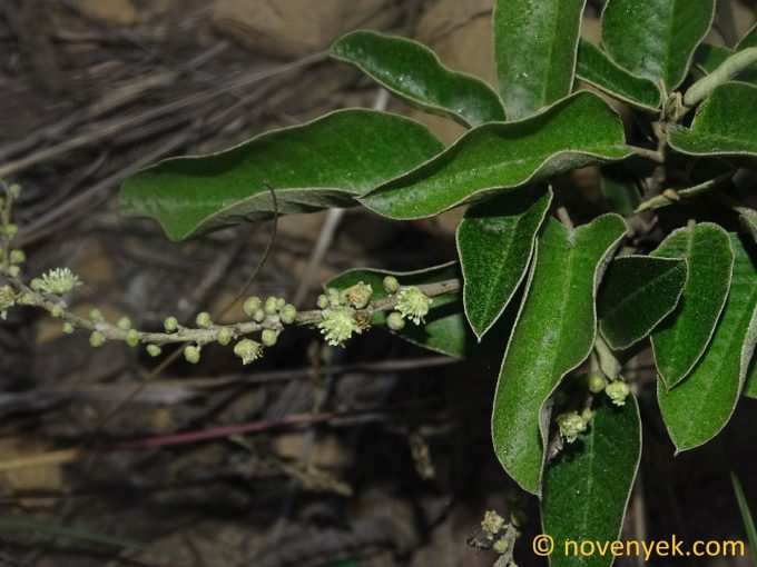 Image of plant Croton ferrugineus