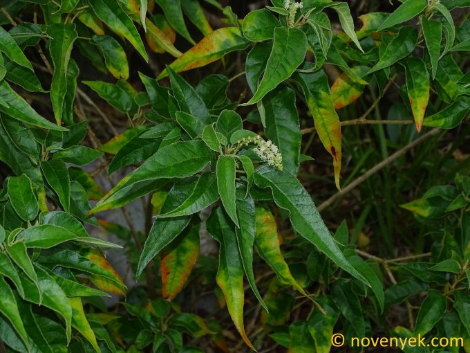 Image of plant Croton flavens