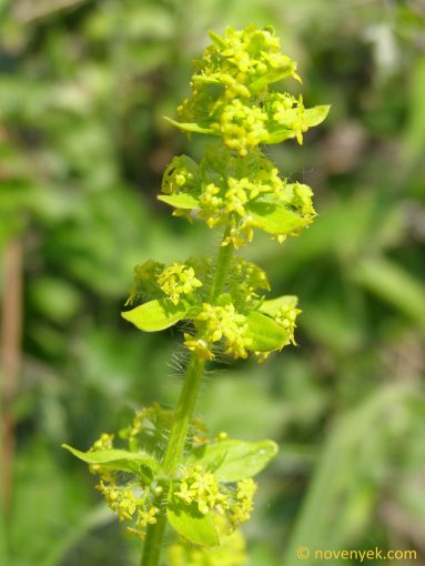 Image of plant Cruciata laevipes