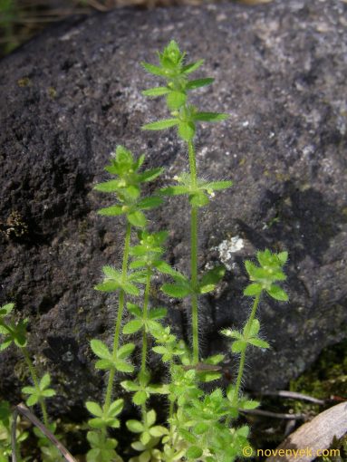 Image of plant Cruciata pedemontana