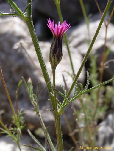 Image of plant Crupina crupinastrum