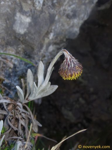 Image of plant Culcitium nivale