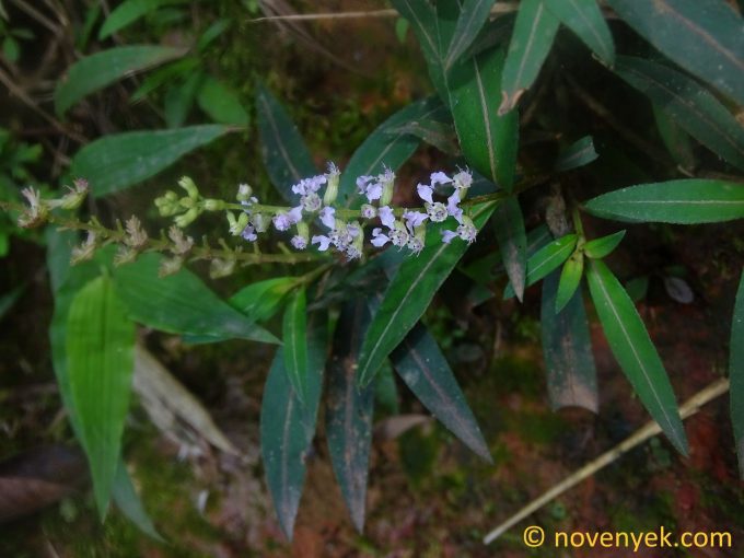 Image of plant Cuphea bombonasae