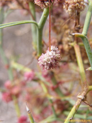 Image of plant Cuscuta approximata