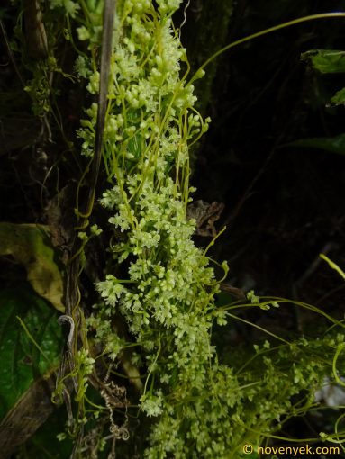 Image of plant Cuscuta platyloba