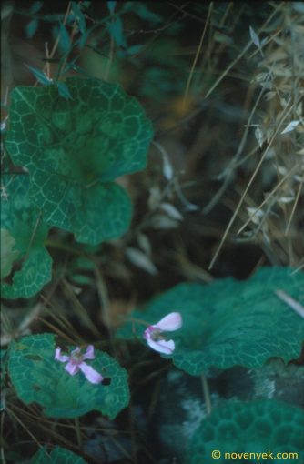 Image of plant Cyclamen graecum