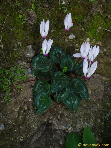 Image of plant Cyclamen persicum