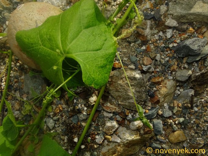 Image of plant Cyclanthera brachybotrys