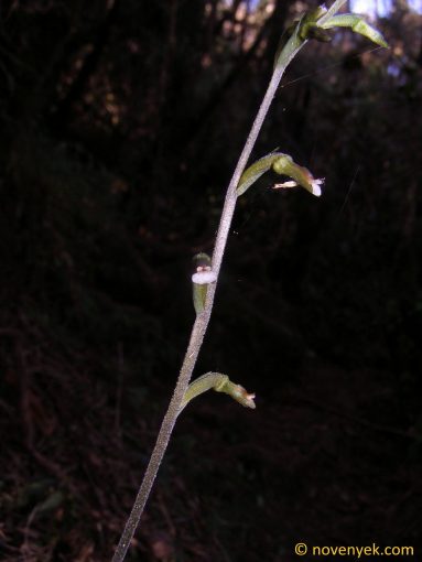 Image of plant Cyclopogon cranichoides