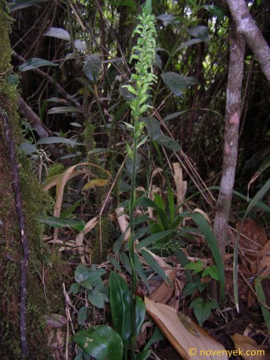 Image of plant Cyclopogon elatus