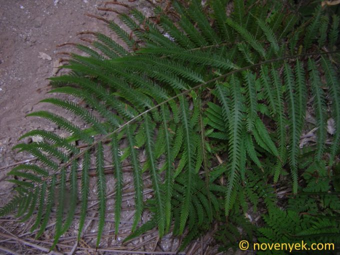 Image of plant Cyclosorus terminans