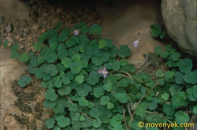 Image of plant Cymbalaria aequitriloba