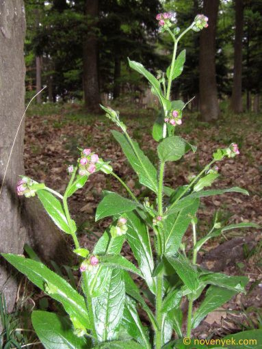 Image of plant Cynoglossum germanicum