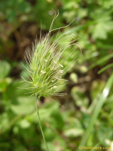 Image of plant Cynosurus echinatus